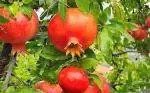 Cloud Farm Hybrid Phule Arakta Pomegranate Plant - 200 mm CF_O290