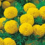 M-Tech Gardens Rare Hybrid African Marigold 