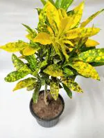Platone Croton Plant (CP142)