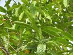 Dishita - Go Green Rudraksha Plant Original Nepal Vaiety Rudraksha Plant Healthy Hybrid Healthy Tree Live Medicinal Plants For Home Garden