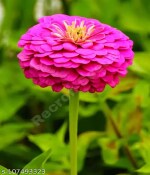 JIGNISHA SEEDS Zinia pink seeds (OP)- Pack of 30 Seeds