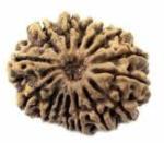Feeltouchmart Brown Wood 15 Mukhi Nepal Rudraksha Beads Hgj00-1001-2734