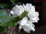 Cloud Farm Hybrid Double White Jasmine Plant - 200 mm CF_O461