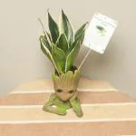 FlowerAura Decorative Sansevieria Air Purifying Live Indoor Plant With Polyresin Avenger Groot Shape Vase Pot For Living Room, Balcony, Table Corner, Office/Home Decoration