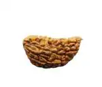 Feel Touch Mart 1 Mukhi Rudraksha Original Certified Pure Ek Mukhi Rudraksha Nepal Bead 1 Mukhi Kaju Dana Half Moon Nepali Rudraksha Genuine Premium One Face Rudraksha by