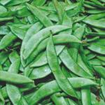 MOZETTE Sunflowert teddy bear Seed (42 per packet)