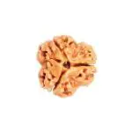 Feel Touch Mart 3 Mukhi Three Faced Rudraksha Teen Mukhi Rudraksh Original Certified Natural Bead from Nepal