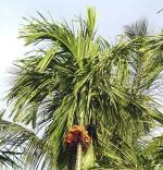Plantzoin Betel palm Supari Areca catechu Gua Live Plant