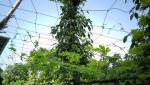 LJL Traders Plant Climbing net, Creeper Plant Support net for Agriculture - 3.5 m X 6 m