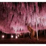 Wisteria Long Blossom Flower Tree Seeds