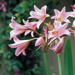 Plantogallery Swamp Lily Flower Bulb (Pack Of 2) (Pink) | Outdoor Decor| Lawn and Garden| Garden| | Home Accessory| Home Decors| Lawn Accessory| Garending Accessory| Swamp Lily Flower Bulb|