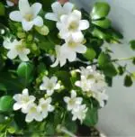 Globalplants Madhukamani Flower plant