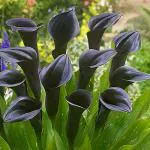 PARYAVARAAN Zantedeschia Calla Lily Flower Bulbs 100% Imported Rare Variety For All Season Home Gardening Planting (Pack Of 5 ) Black Colour