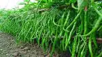 PLATONE Green chilli plant(Pack Ofpack of 26seeds)