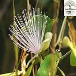 Kapebonavista Aradanda Vyaghranakhi Gitoran Govindphal Ban kera Palaki Karrallura Mullukattari Capparis zeylanica Ceylon Caper Living Plant with Poly Bag