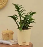 UGAOO Dwarf ZZ Zamia Natural Live Indoor Plant with Pot - Medium