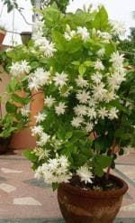 Cloud Farm Star Jasmine Healthy Flower Plant CF[478]