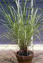 Cloud Farm Hybrid Citronella Lemon Grass Plant - 200 mm CF_O296
