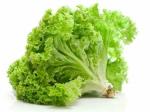 PARYAVARAAN LETTUCE GRAND RAPIDS VARIETY (80-200) Seeds