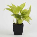 Dream Mall Air Purifying Golden Lucky Money Plant With Black Imported Pot