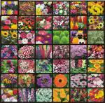 Vrisa Green 40 Variety Of Flower Combo Organic Seeds - 40 Per Packet