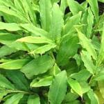 Plantzoin Black cardamom Bari ilaichi Amomum subulatum Aleicha 3 Months Old Live Plant