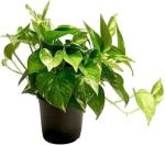 Cloud Farm Hybrid Natural Air Purifier Money Plant - 150 mm CF1006