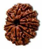 Shivoham Durga Gems Brown 10 Mukhi Rudraksha Original (10 mukhi) Nepali Rudraksha Beads Wood Pendant
