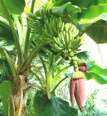 Plantzoin Edible banana Kela Musa Paradisiaca Bantala Live Plant