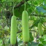 Tamransh Hn International Bottle Gourd Seeds, 15 Seeds