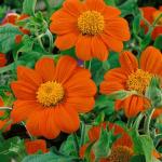 NooElec Seeds India Orange Tithonia Mexican Sunflower Garden Cut Flower Plant Seeds For Gardening