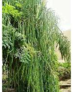 Variety House 150 Drumstick Seeds for Plantation