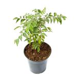EverSneh Live Curry Leaves Kadi Patta Murraya koenigii Meetha Neem Plant Live With Pot (Pack of 1)