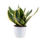 PHULWA Air Purifying Sansevieria Suparba Indoor Plant With White Round Plastic Pot