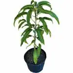 Cloud Farm Healthy Nam Dok Mai Mango Grafted Plant CF_1042