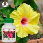 Sansar Agro Hibiscus Food Liquid Fertilizer, Premium Essential Liquid Fertilizer For The Best Growth Of Hibiscus Plants With Flowering Nutrients And Charged Micro-Organism (250 Ml)