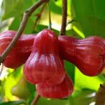 Cloud Farm Rose Apple/Rose Java Apple (Syzygium jambos) Fruit Healthy Plant (Home & Garden),CF_T122