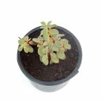 India Gardening Peperomia Verticillata, Red Log Bambino Plant