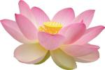Tamransh Zonato Lotus Flower And Sunflower Seed, 30 Seeds (Pack Of 2)