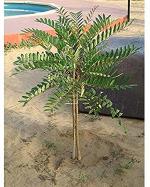 The Entacloo ZZ PlantBaijantimala PlantDwarf Rare Medicinal Paradise Tree agati ' Lakshmi Tharu ' Simarouba Glauca Cancer Treatment Plant (1 Healthy Live Plant)