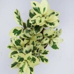 Ashokavanam Ficus Safari Plant (benjamina)