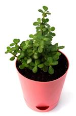 India Gardening Jade Plant (Mini) with Self Watering Pot | Good Luck Plant For Vastu