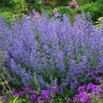 NooElec Seeds India 50+ Seeds Blue Nepeta Catmint Herb Gardening Plant Seeds For Gardening