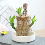 RSTOREDA 1 pcs Mini Brazil Lucky Wood Plant Mini Brazil Lucky Wood,Magical Sprouting Lucky Bamboo Wood, Brazilian Lucky Wood Plant,Brazilian Lucky Bamboo Wood Hydroponic Potted Plant,IndoorOffice Desktop Plant to Purify Indoor Air