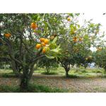 Cloud Farm Healthy Darjeeling Orange Healthy Plant Healthy Grafted Hybrid Plant Pack of 1 CF_1708