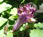 Plantzoin Indian Thornapple Datura Datura metel Dudura(Black) Live Plant