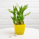 FlowerAura Air Purifying Live Indoor 2 Layer Lucky Bamboo Plant In Yellow Plastic Blossom Pot For Living Room, Balcony, Bedroom, Home/ Office Decor, Birthday Gift, Anniversary Gift, Diwali Gift