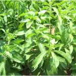 Plantzoin Sweet honey leaf Stevia Stevia rebaudiana Live Plant