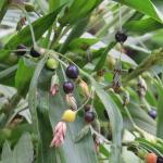 Earth Angels ZZ PlantBaijantimala PlantGardens Live Vaijayanti White Flower Plant, VAIJAYANTI MALA Plant, Vaijanti Mala/garland plant 1 Healthy Live Plant With Plastic Bag