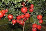 Cloud Farm Hybrid Sindoor Pomegranate Plant - 200 mm CF_O96
